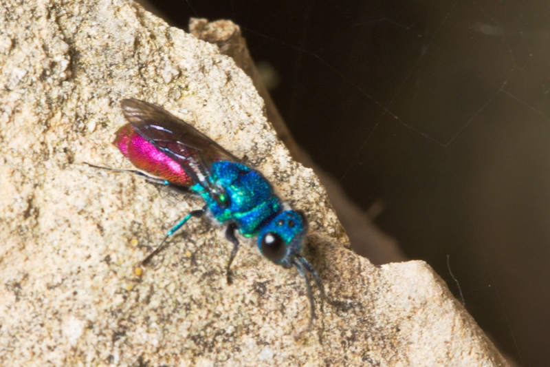 Chrysis sp.